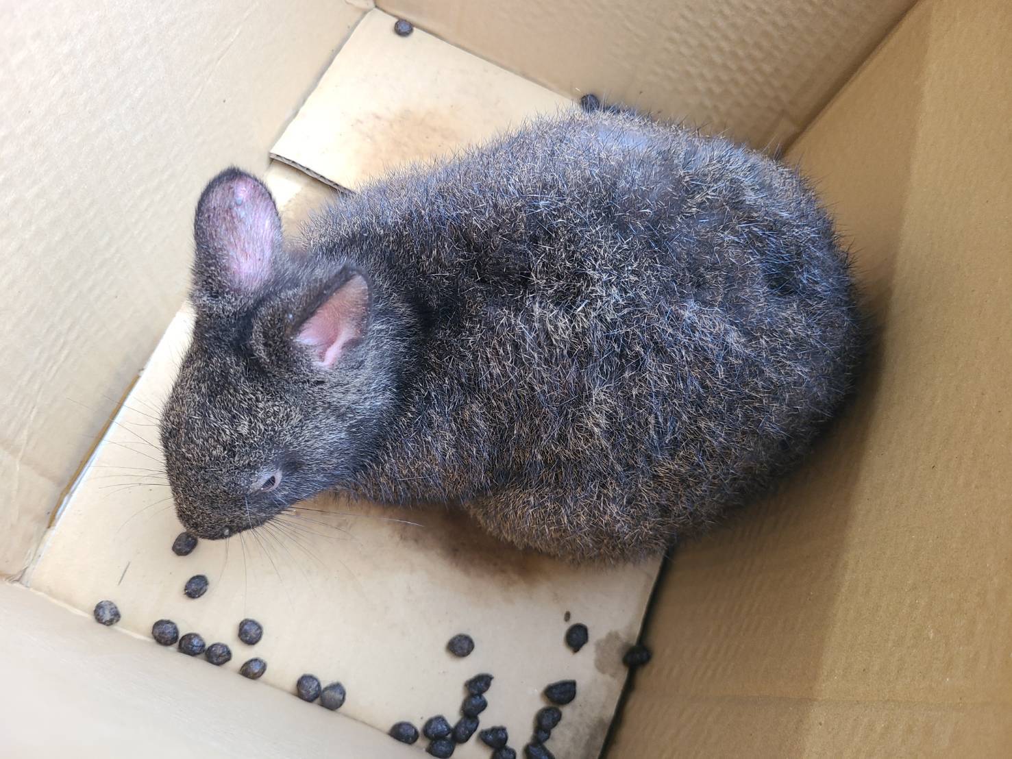 待ったなし！生き物レスキュー