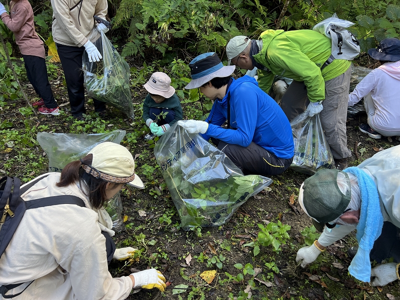 三京林道で外来種駆除大作戦！
